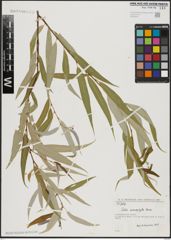 Foto von Salix acmophylla Boiss.